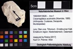 Foto (Objket + Etiketten) von Cracensigillatus acutirostris (Moericke, 1889) 